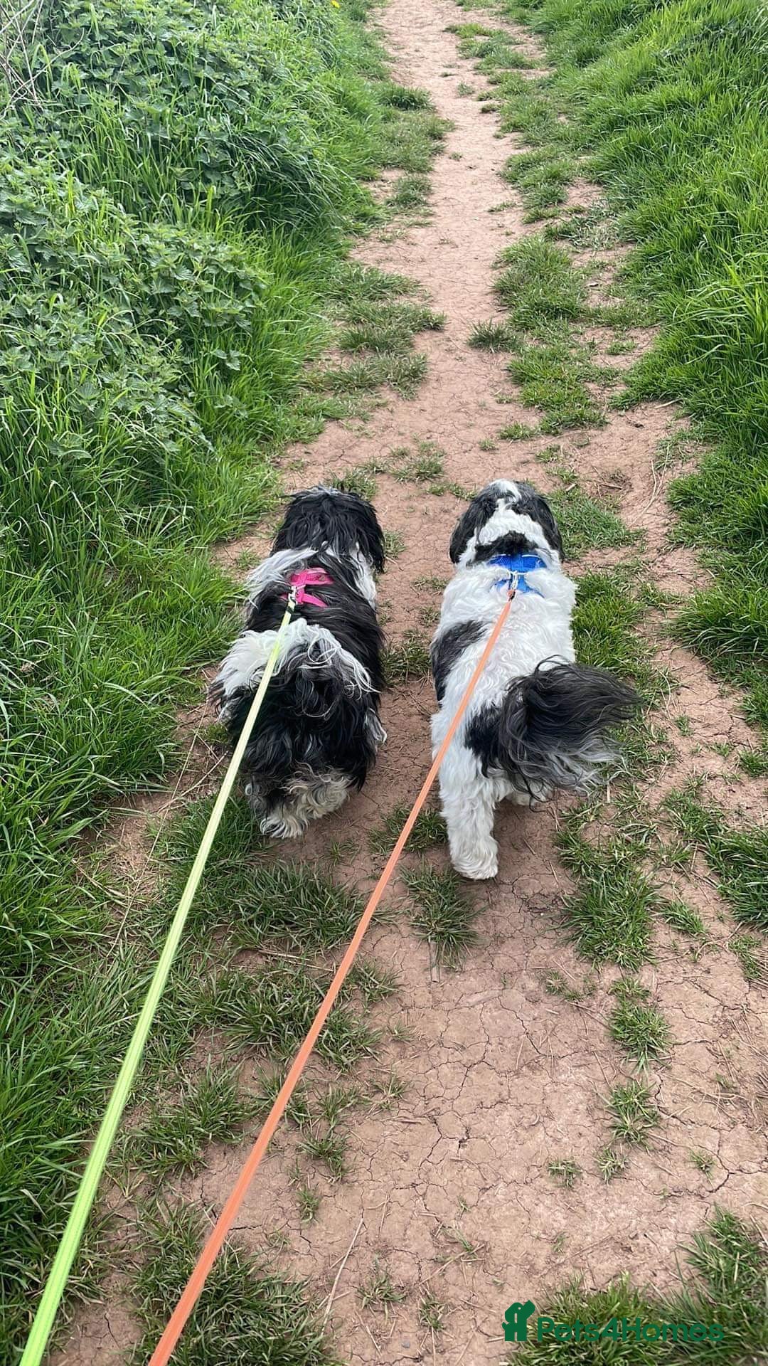 Shih Tzu dogs for sale: Beautiful shitzu puppies for sale - Image 5
