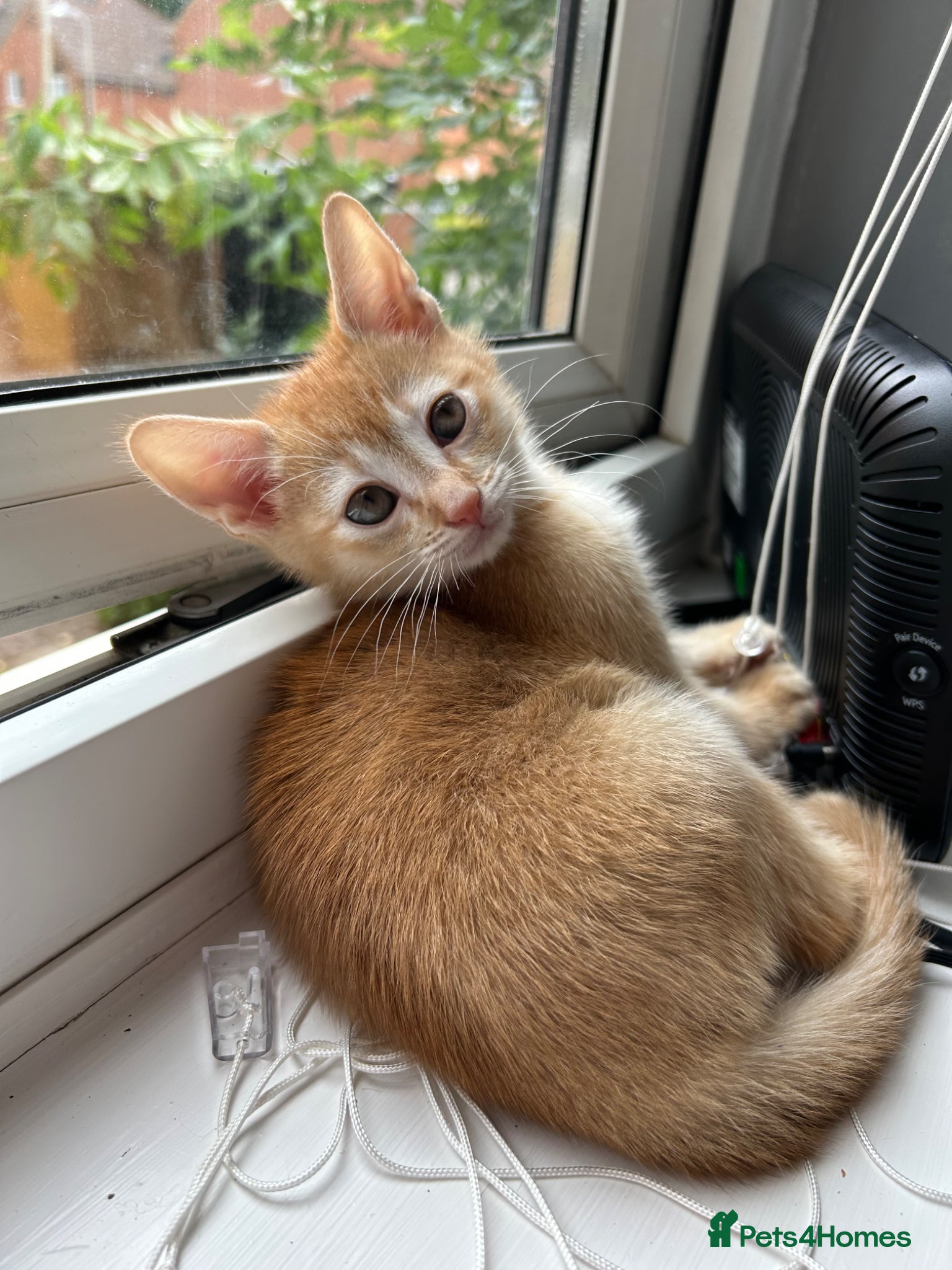 Mixed Breed cats 🚨GORGEOUS KITTENS READY TO LEAVE 🚨 - Advert 2