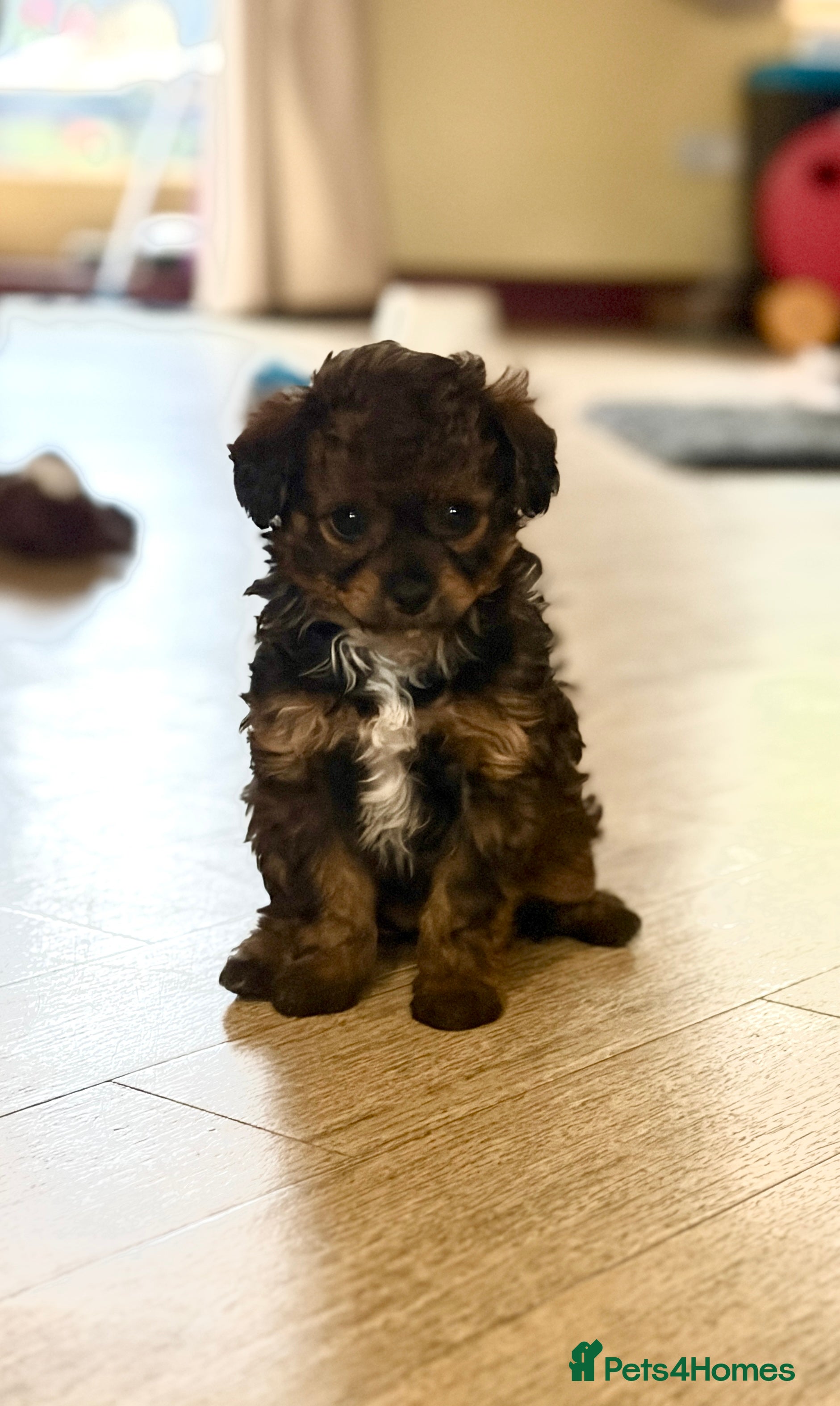 Mixed Breed dogs Toy Poodle & Maltese/Havanese/Bichon Frise mix - Advert 10