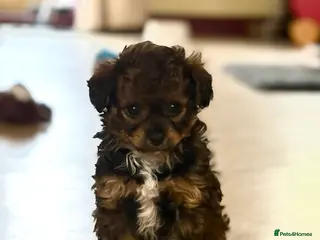 Mixed Breed dogs Toy Poodle & Maltese/Havanese/Bichon Frise mix - Advert 10