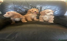 Cockapoo dogs for sale: F1 Apricot cockapoo’s boys and girls  - Image 1