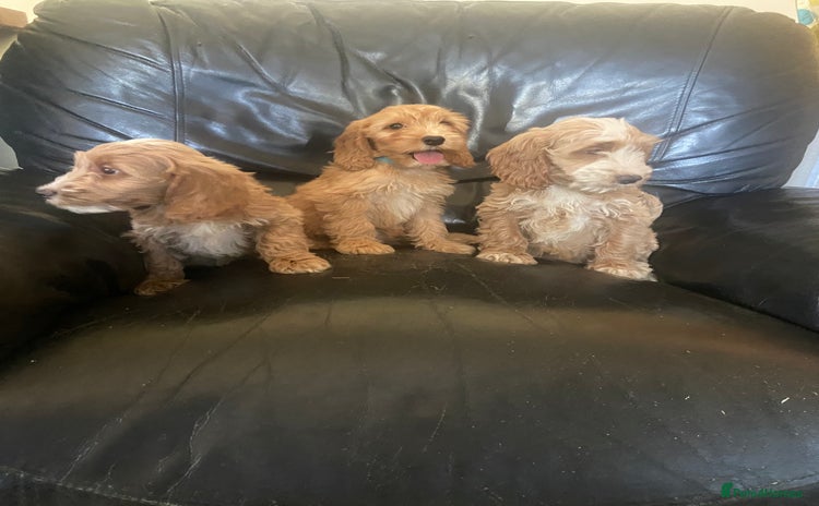 Cockapoo dogs - Advert 4
