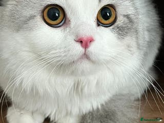 Mixed Breed cats SKY MIX PERSIAN AMAZING LOOKING & FRIENDLY NEUTER - Advert 18