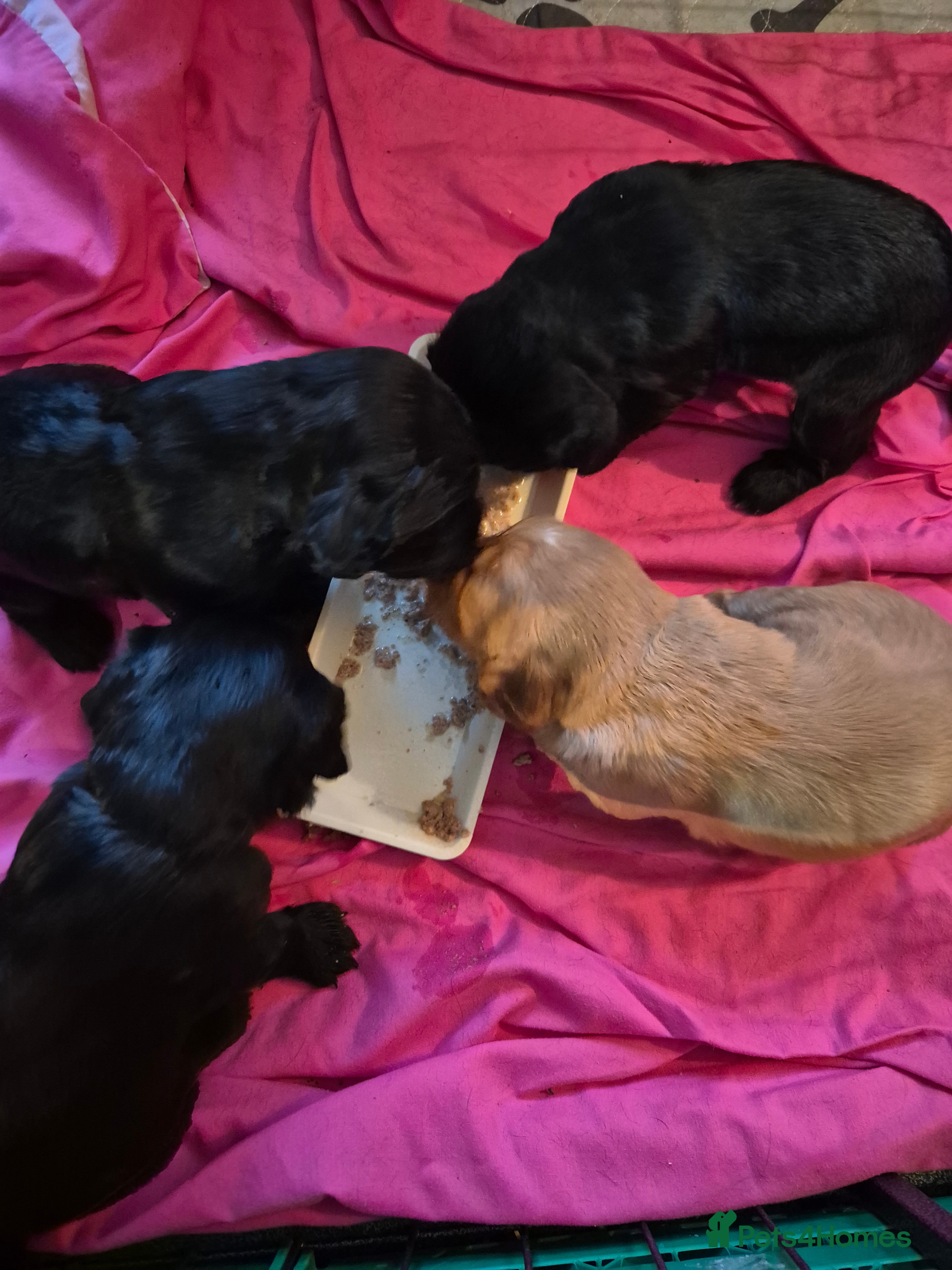 Cocker Spaniel dogs 2 working cockers 1 girl 1 boy - Advert 1