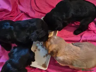 Cocker Spaniel dogs 2 working cockers 1 girl 1 boy - Advert 1