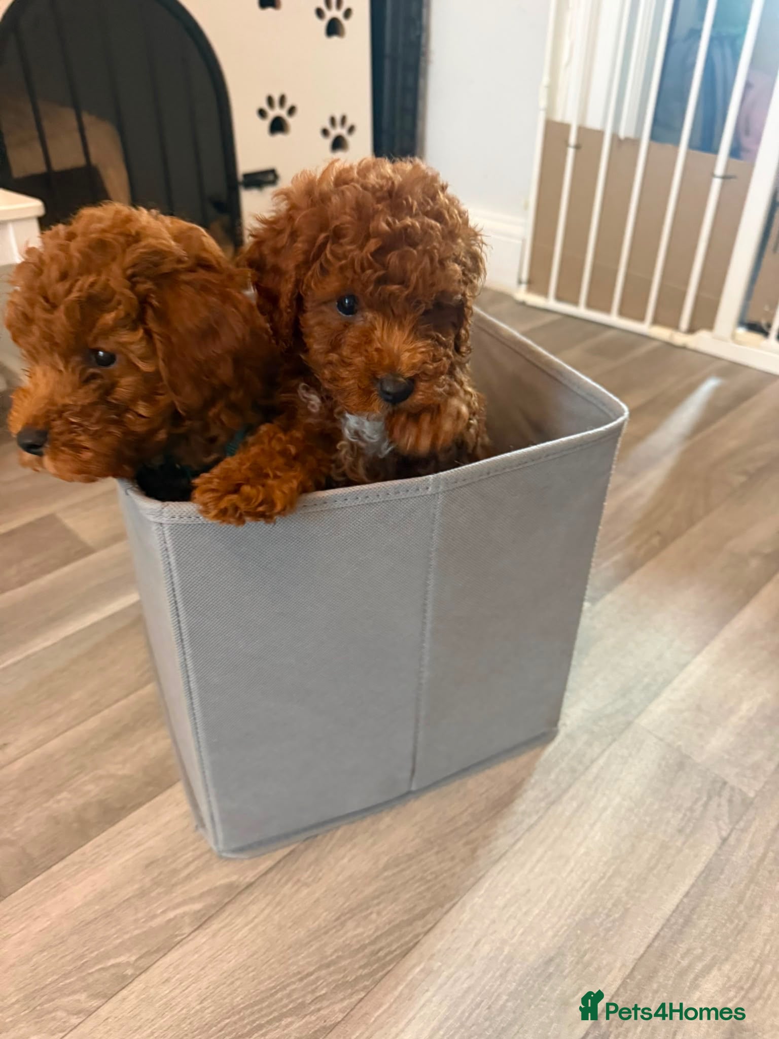 Toy Poodle dogs ✨ TOY POODLE READY TO LEAVE ❤️ - Advert 4
