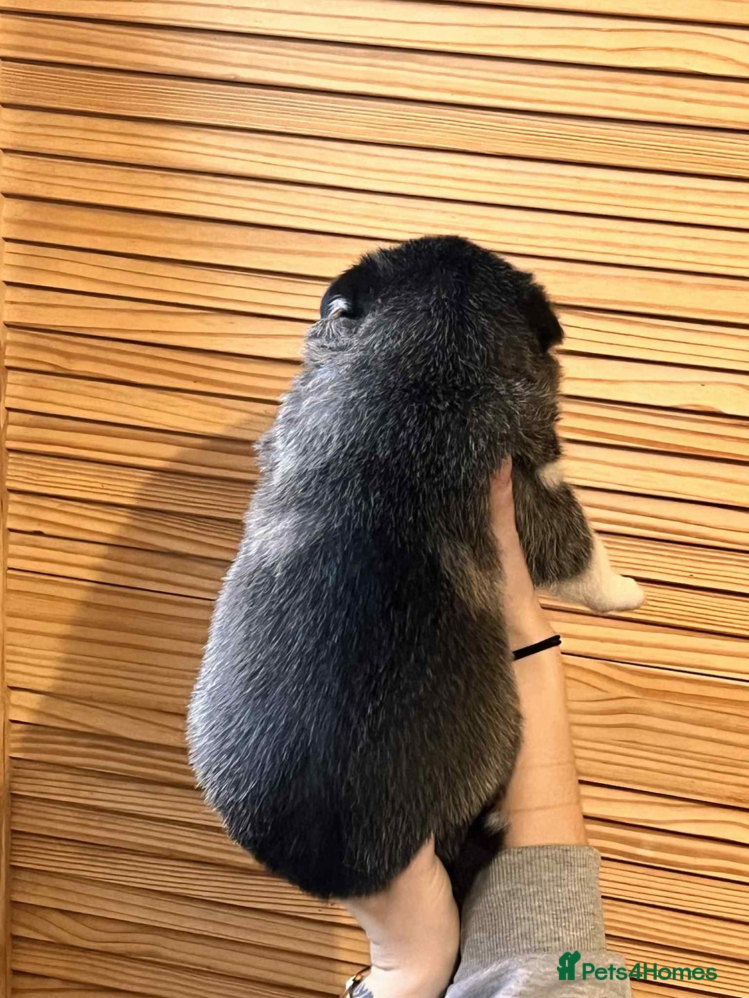 Siberian Husky dogs for sale: Siberian husky puppies x 5 - Advert 23