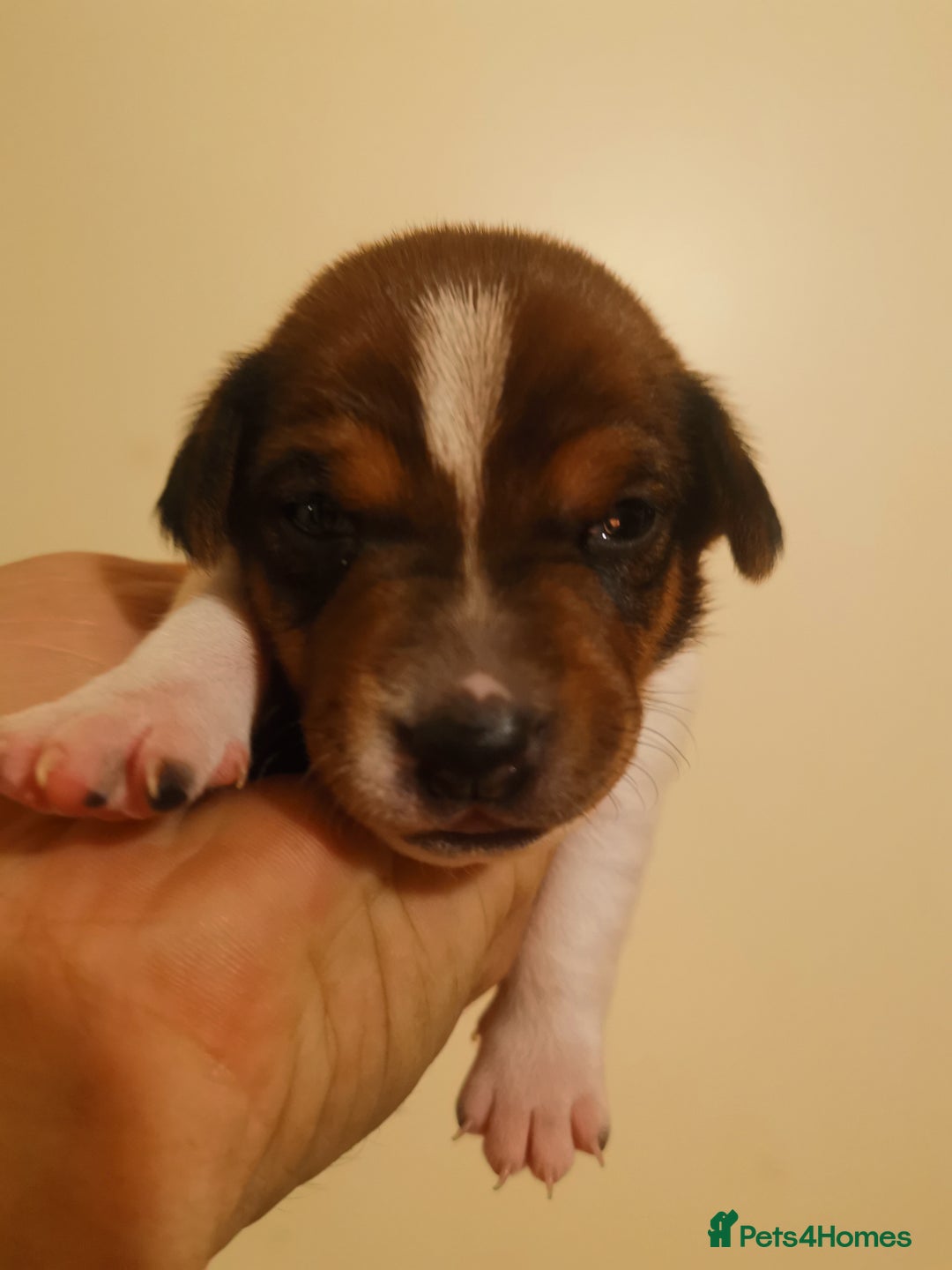 Jack Russell dogs for sale: Beautiful tricoloured jack Russell pups for sale - Advert 4