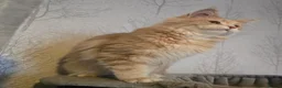 Maine Coon cats for sale: Active Cream Tabby Maine Coon Female - Advert 5