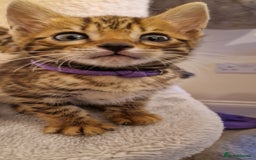 Bengal cats for sale: Amazing Bengal kittens 🥰 last boy left ❤️ in Corby - Image 13