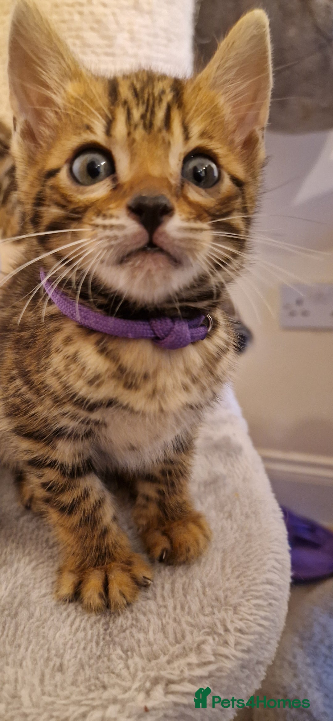 Bengal cats for sale: Amazing Bengal kittens 🥰 last boy left ❤️ in Corby - Image 13