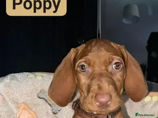 Hungarian Vizsla dogs Extra Ordinary Beautiful Hungarian Vizsla - Advert 5