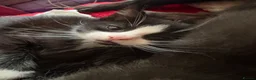 Mixed Breed cats for sale: Kittens  - Advert 18