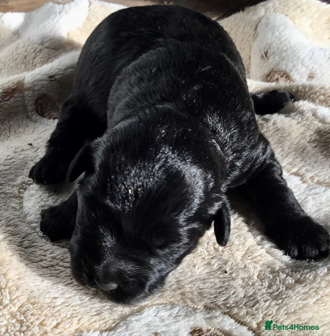 Labradoodle dogs for sale: F1b Beautiful miniature Labradoodle puppies - Advert 9
