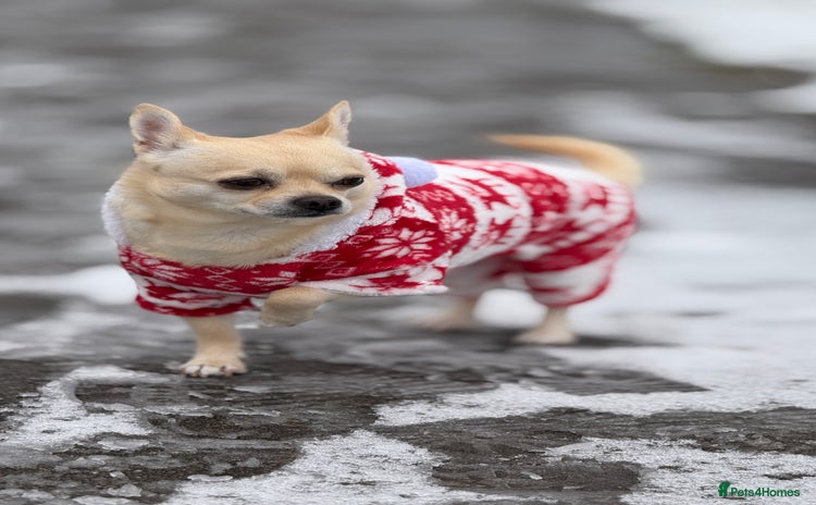 Chihuahua dogs - Advert 3