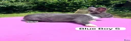 Rex rabbits for sale: Rex X Dutch Bunnies Ready Now  - Advert 9