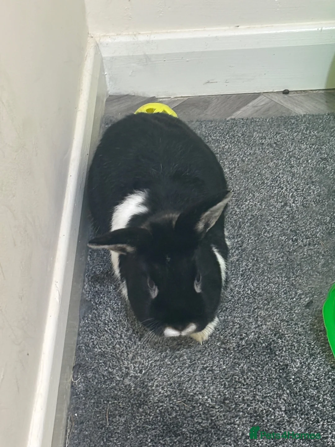 Mixed Breed rabbits for sale: Male rabbit for rehome - Advert 4