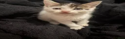 Domestic Shorthair cats for sale: Beautiful playful loving kittens  - Advert 6
