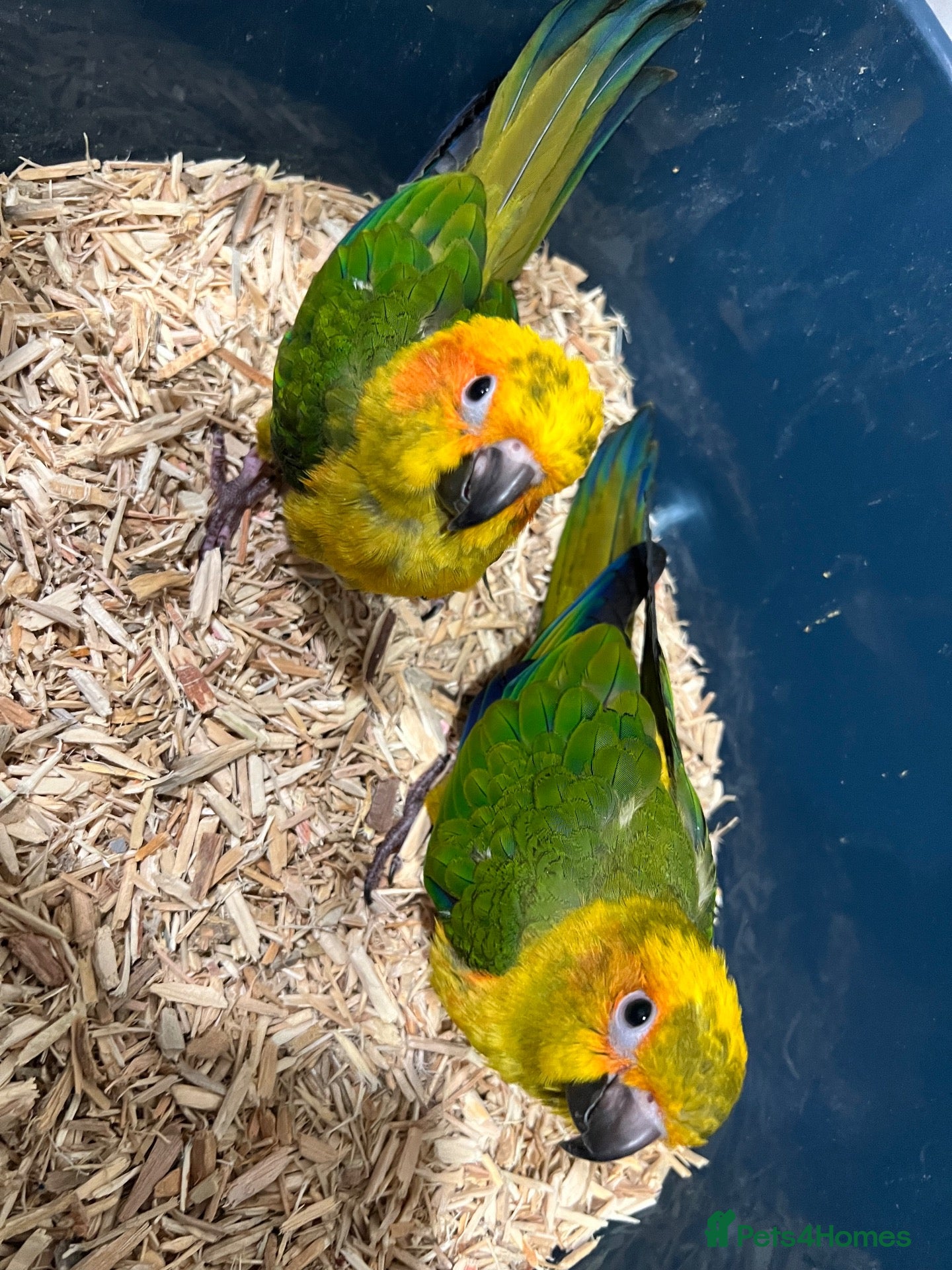 Conures birds Hand-Reared Baby Conures, Quakers & ringnecks - Advert 2