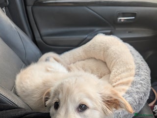 Mixed Breed dogs Golden Shepherd puppies - Advert 13