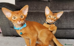 Abyssinian cats for sale: Ready now! Beautiful Abyssinians kittens❤️😍🤗 - Image 10