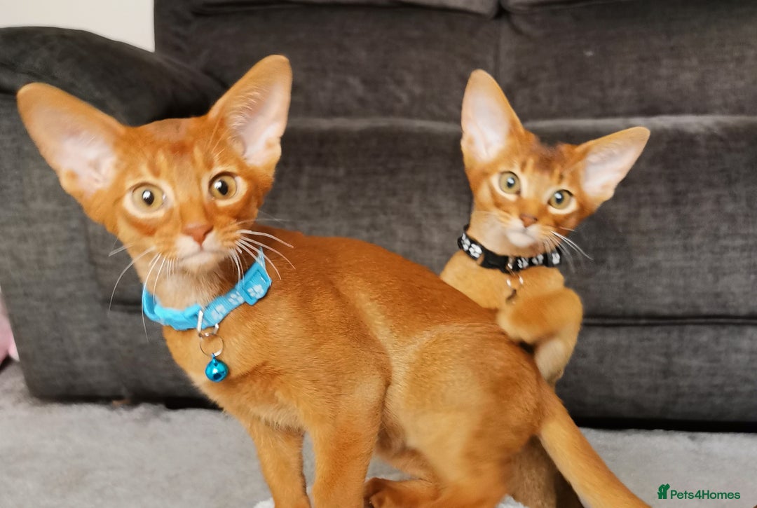 Abyssinian cats for sale: Ready now! Beautiful Abyssinians kittens❤️😍🤗 - Image 10