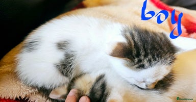 Mixed Breed cats - Advert 15