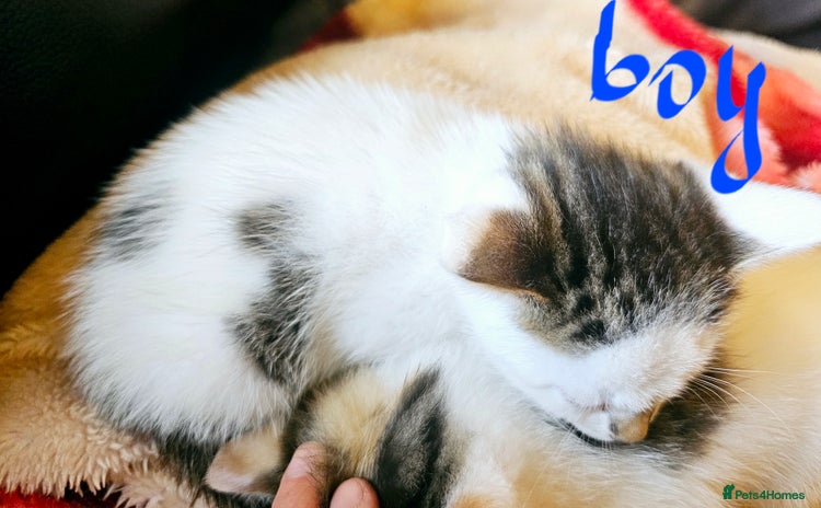 Mixed Breed cats - Advert 11