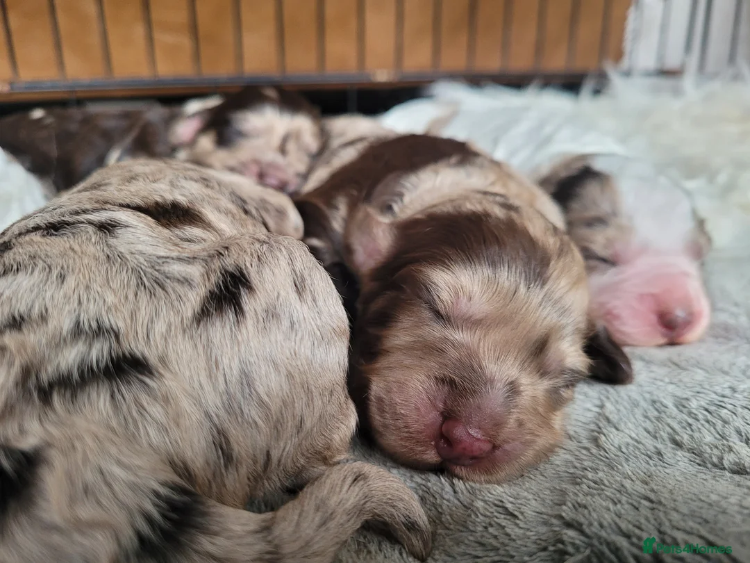 Miniature Poodle dogs for stud: Chocolate Merle Miniature Poodle for stud in Warrington - Advert 17