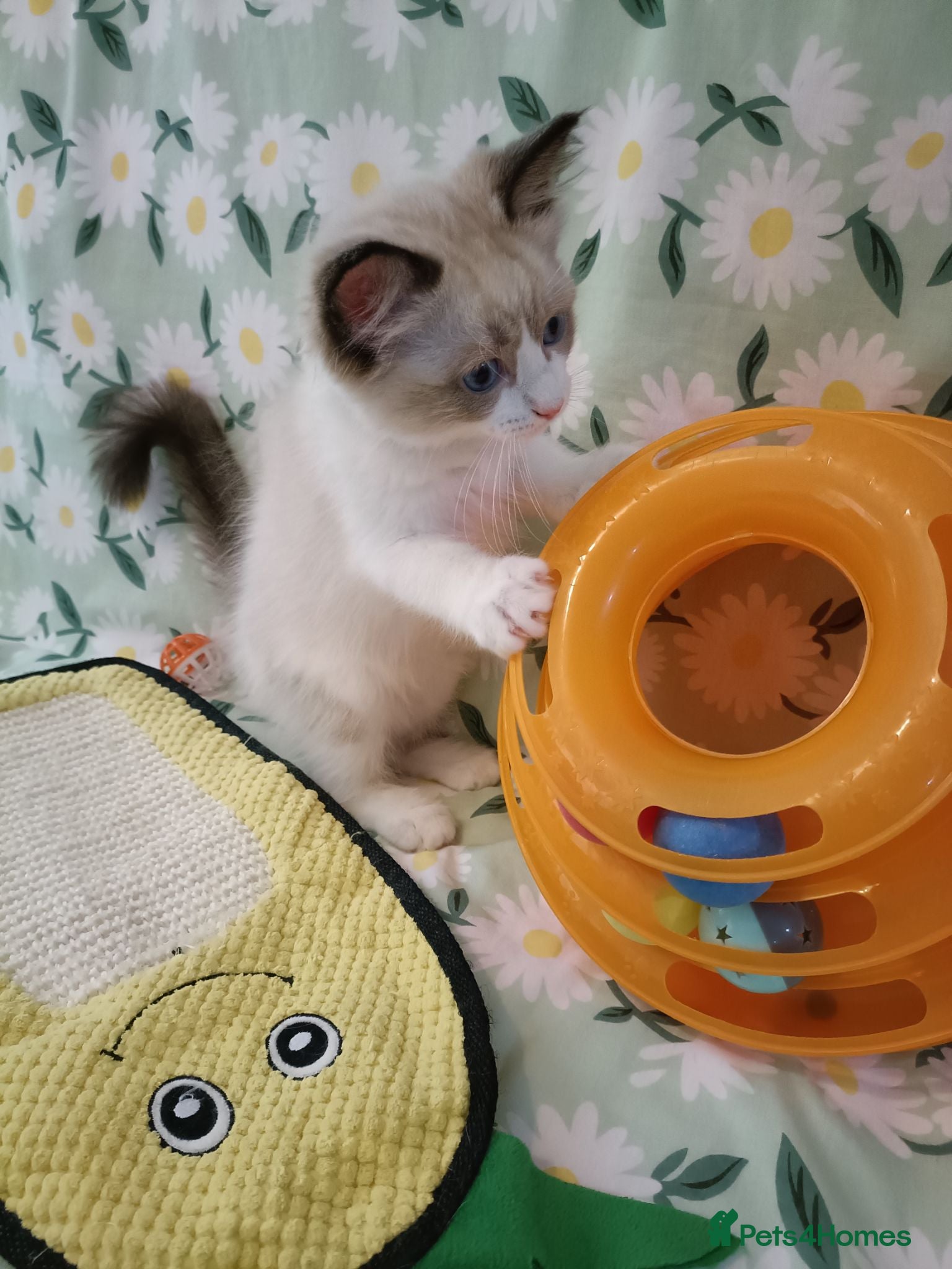 Ragdoll cats Active kittens of Champion Status dad - Advert 6