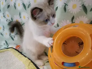 Ragdoll cats Active kittens of Champion Status dad - Advert 6