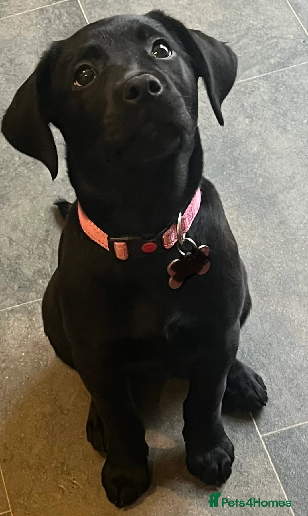 Labrador Retriever dogs for sale: Beautiful lab female  - Advert 21