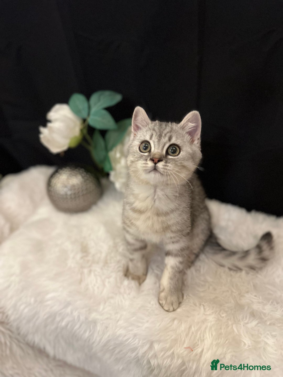 British Shorthair cats for sale: Silver Spotted Full Pedigree Registered BSH - Image 29