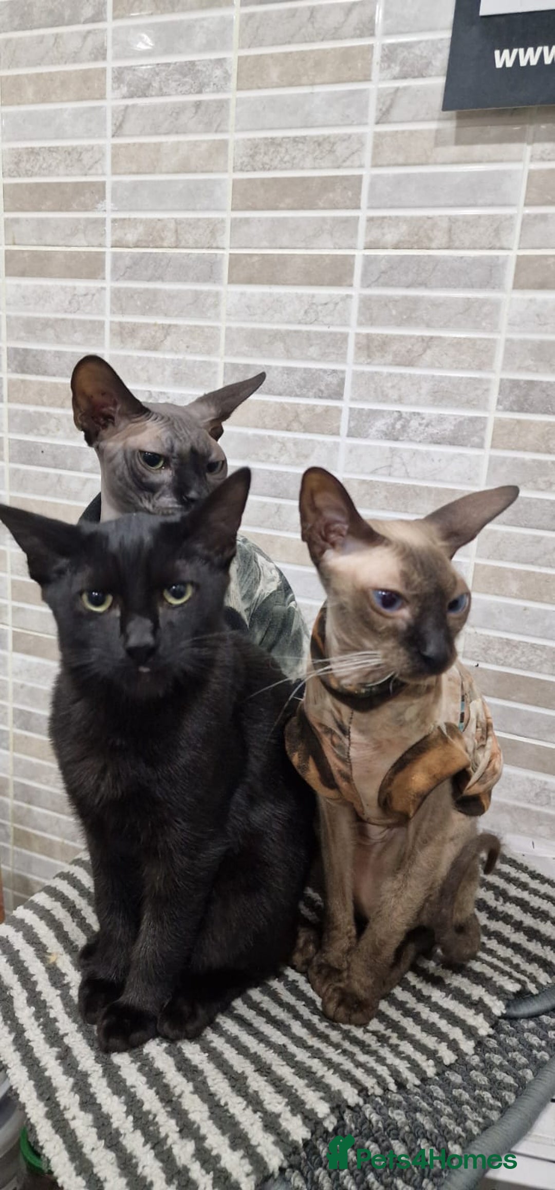 Sphynx cats for sale: Black sphynx. - Image 5
