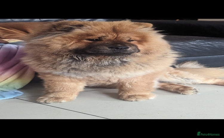 Chow Chow dogs - Advert 1