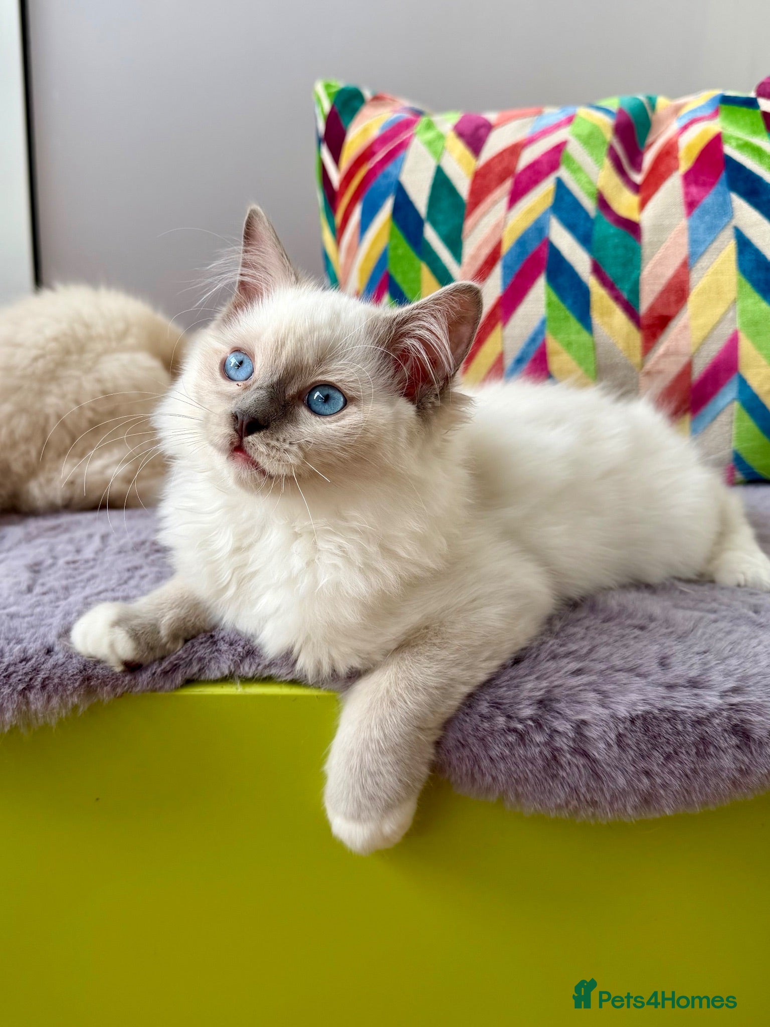 Ragdoll cats TICA registered ragdoll kittens - Advert 2