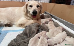 Golden Retriever dogs for sale: Health tested golden retrievers 🐶 - Image 7