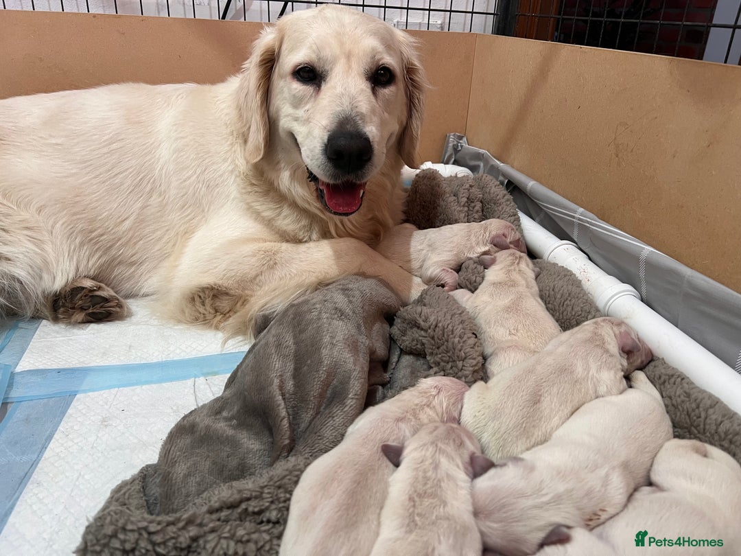 Golden Retriever dogs for sale: Health tested golden retrievers 🐶 - Image 7