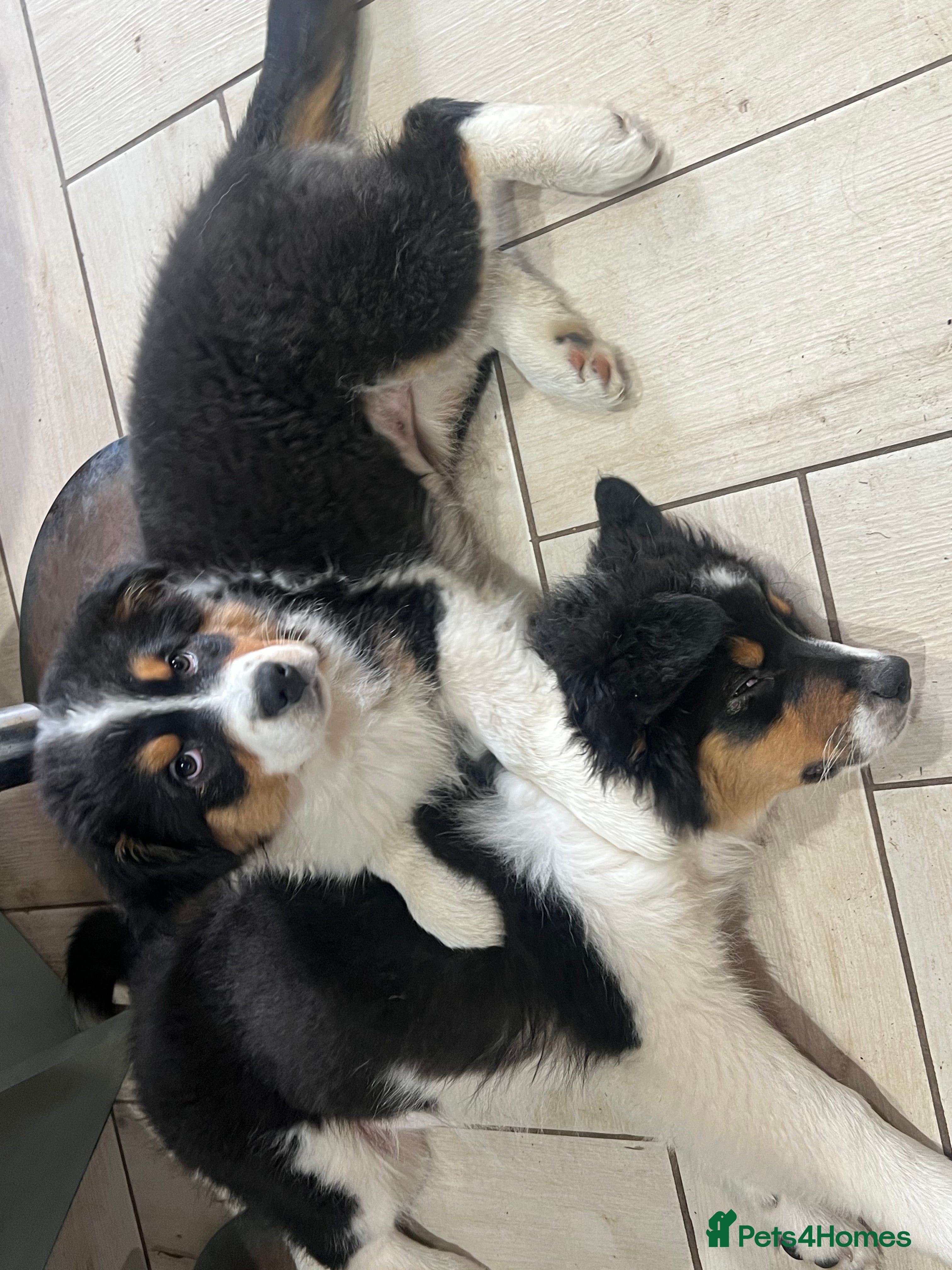 Australian Shepherd dogs for sale: Australian shepherd puppies - Advert 2