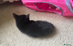 Mixed Breed cats for sale: 3 beautiful playful kittens  - Image 18
