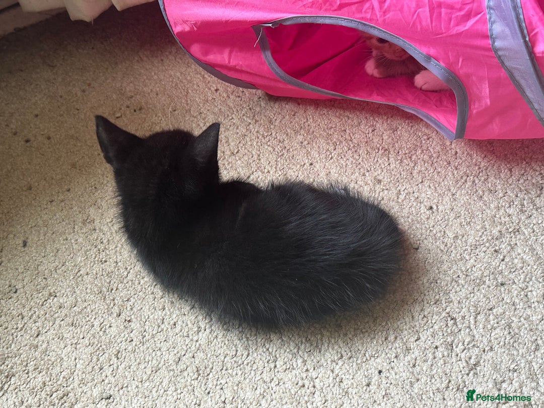 Mixed Breed cats for sale: 3 beautiful playful kittens  - Image 18