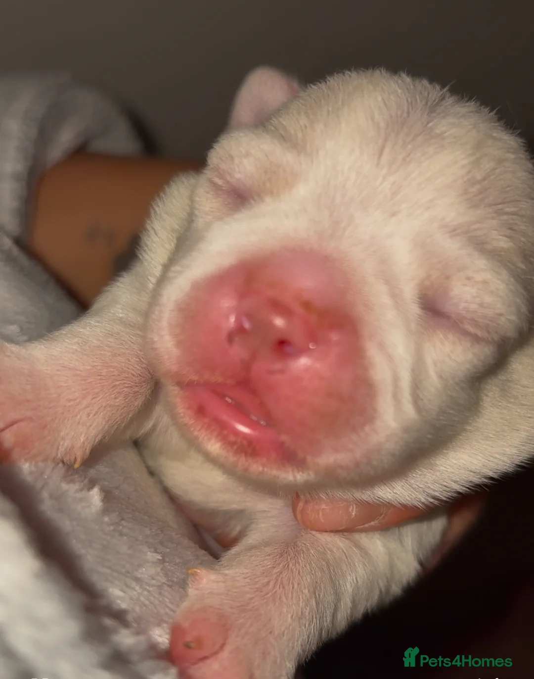 Bichon Frise dogs for sale: 5 Beautiful Bichon Frise Puppies  in Swansea - Advert 2