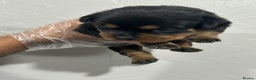 Rottweiler dogs for sale: Top Quality KC Reg Rottweiler Puppies for sale - Advert 14