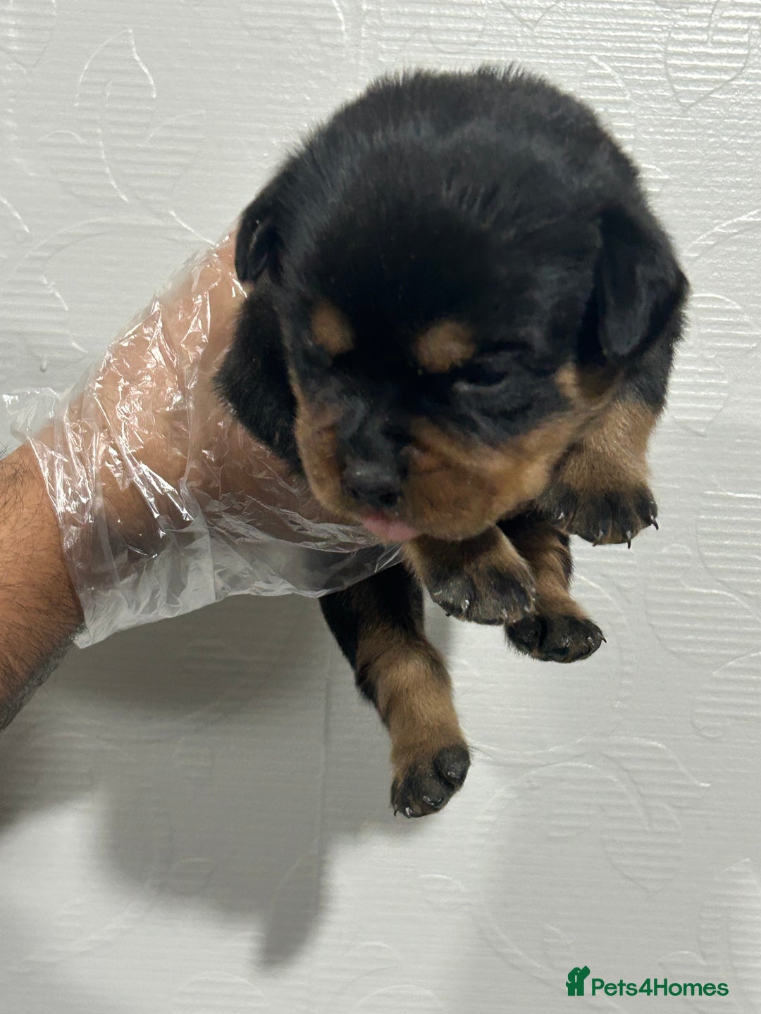 Rottweiler dogs for sale: Top Quality KC Reg Rottweiler Puppies for sale - Advert 14
