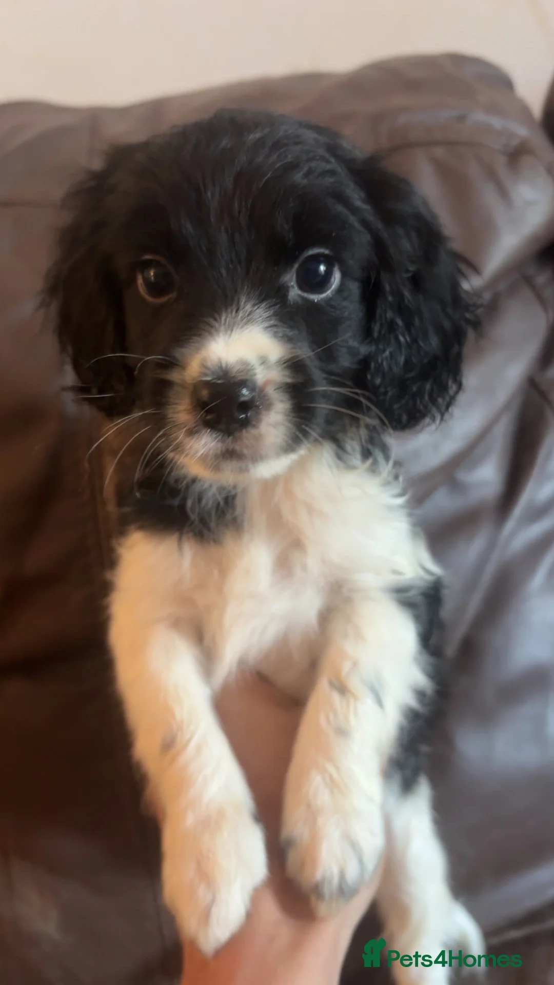 Mixed Breed dogs for sale: cocker mixed breed  in Atherstone - Advert 2
