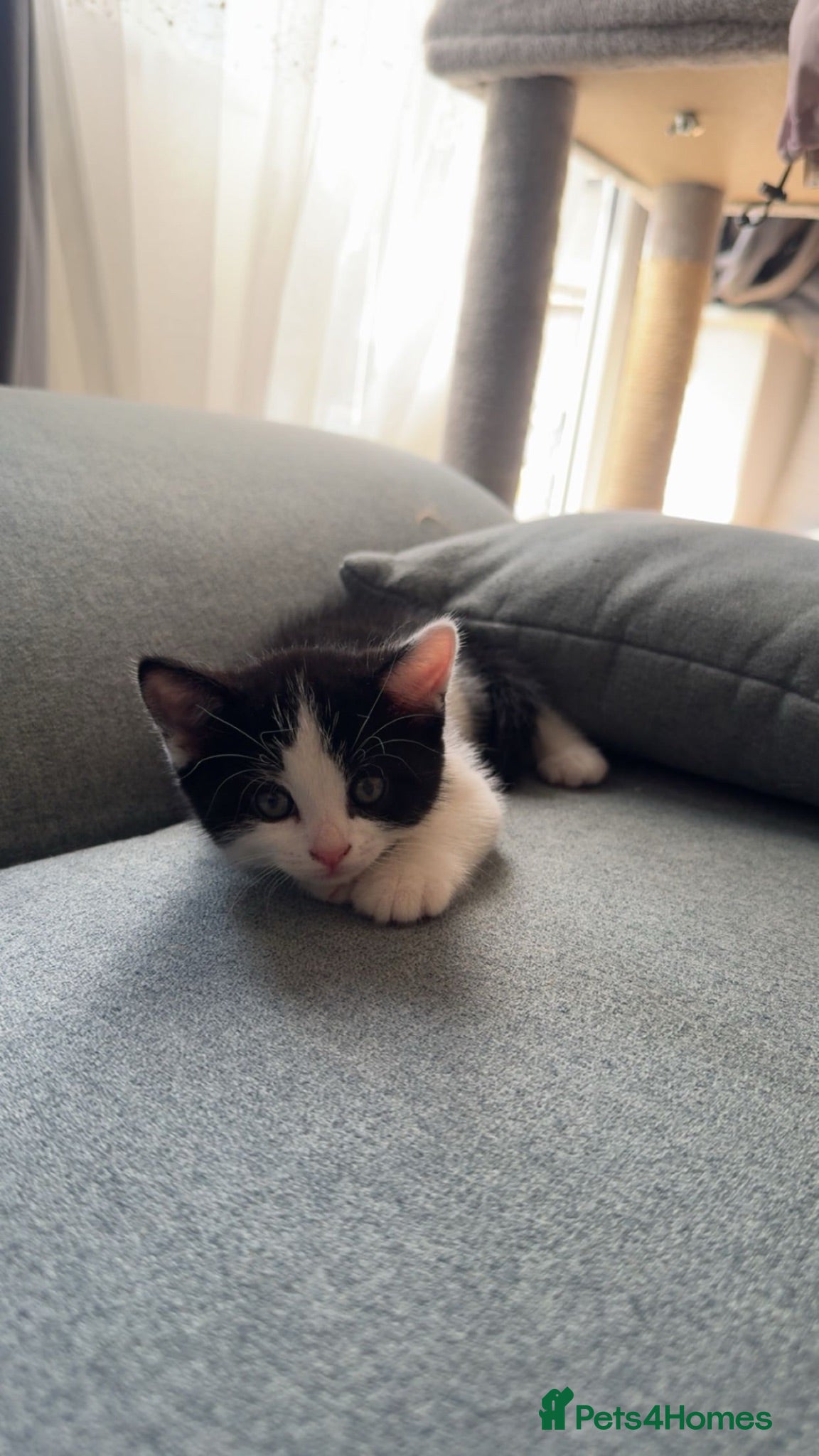 Mixed Breed cats 4 Adorable Kittens - Advert 4