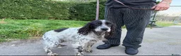 English Setter dogs for adoption: Inca  in Alfreton - Advert 7