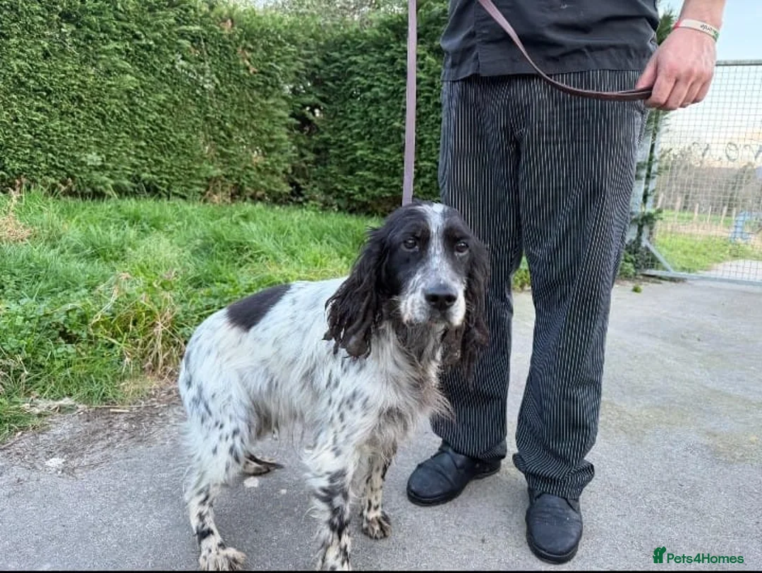 English Setter dogs for adoption: Inca  in Alfreton - Advert 7