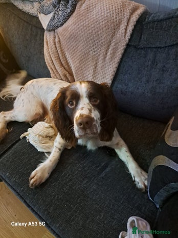Sprocker dogs in Oldham - Advert 14