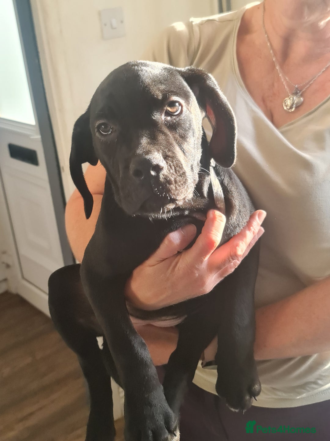 Cane Corso dogs for sale: 2 beautiful cane corso puppies - Advert 9
